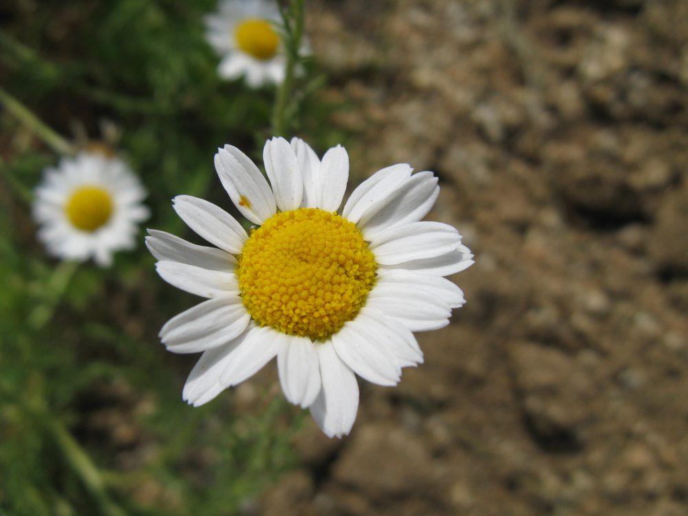 Garden Camomile