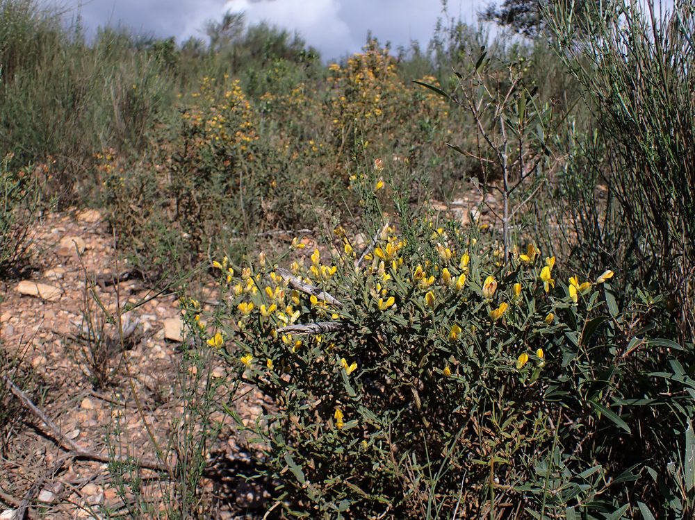 Chamaespartium tridentatum