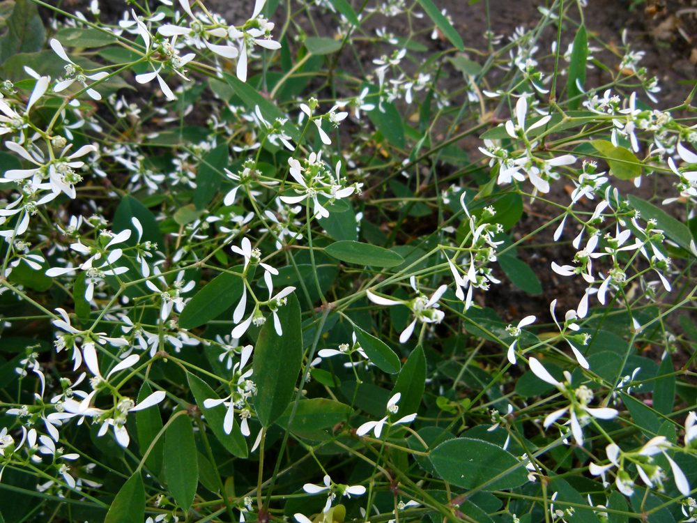 Spurge