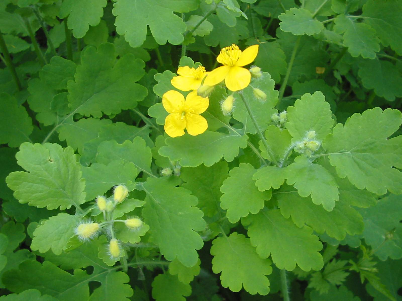 Celandine