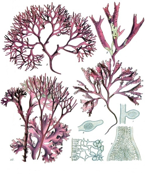 Irish Moss