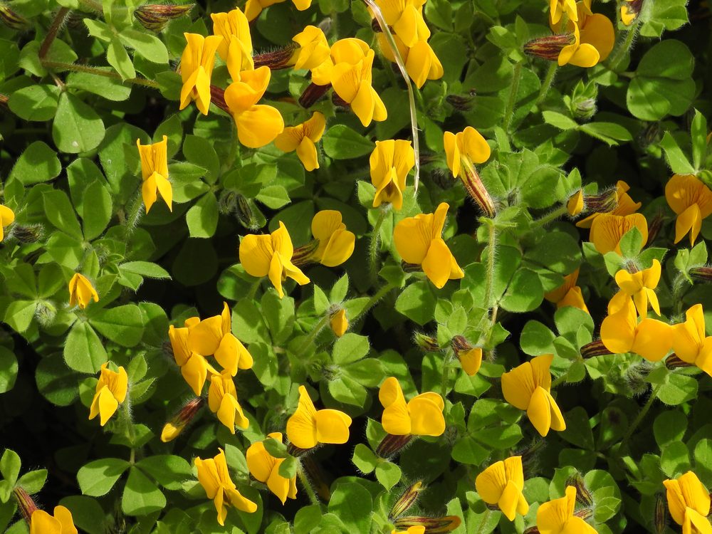 Chronanthus biflorus