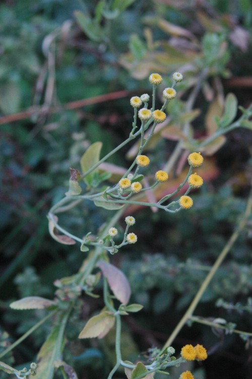Balsamite