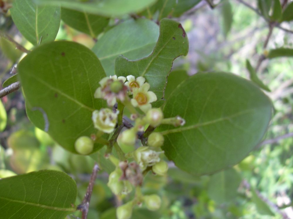 Cocoa plum