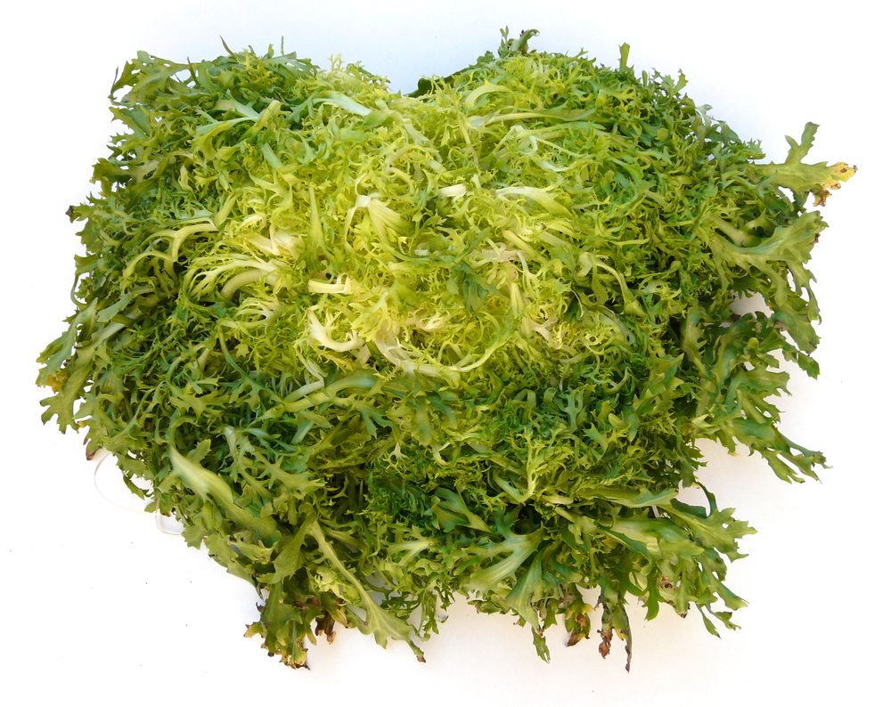 Endive