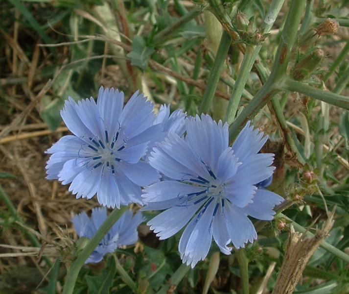 Chicory