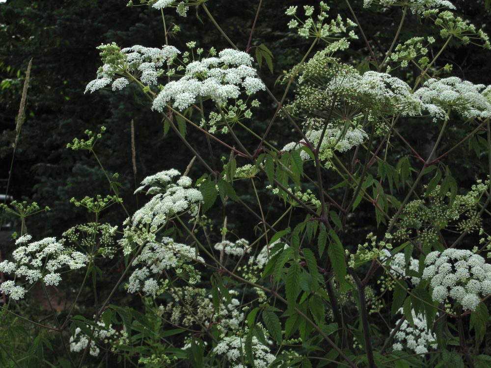 Water Hemlock