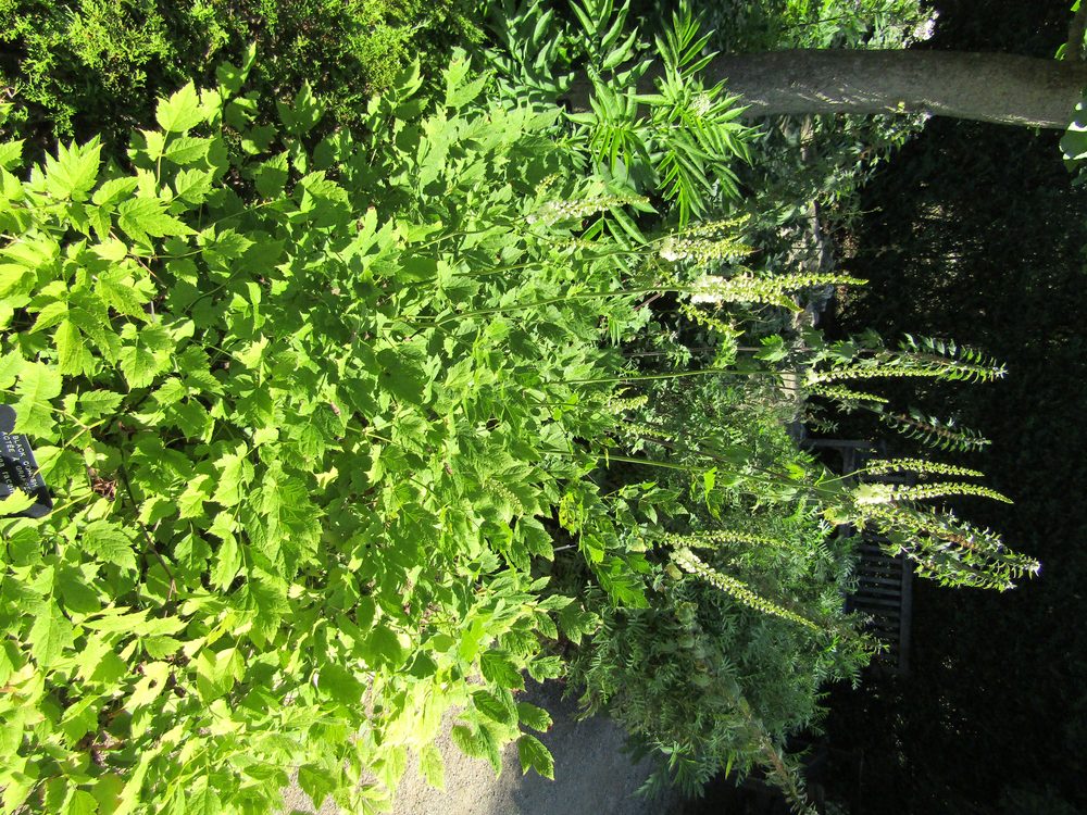 Black Cohosh