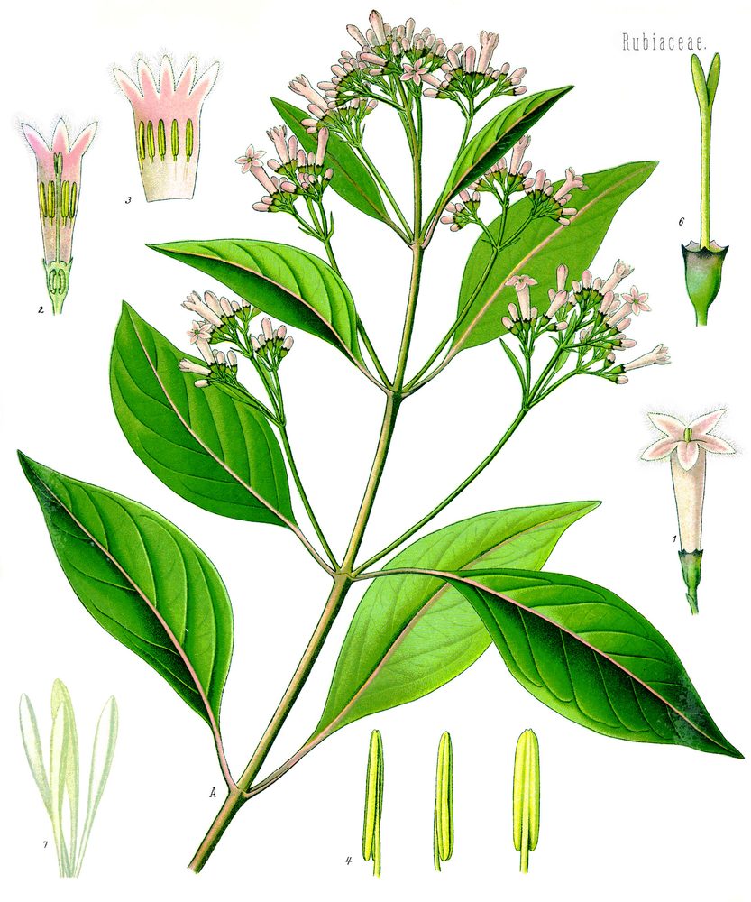 Lojabark