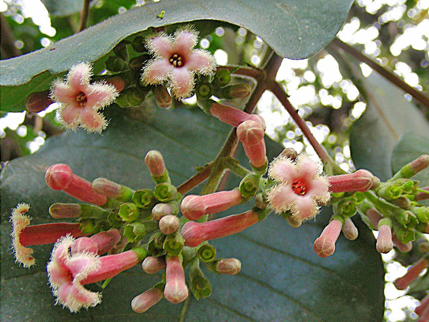 Quinine