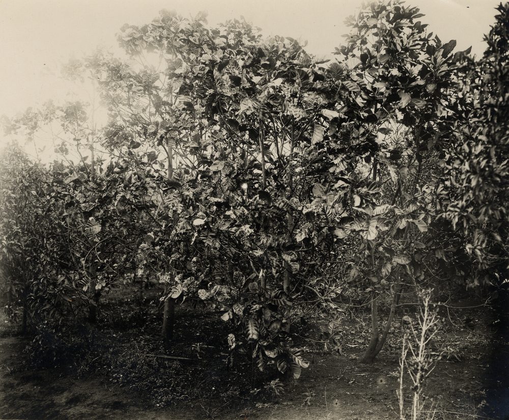 Quinine