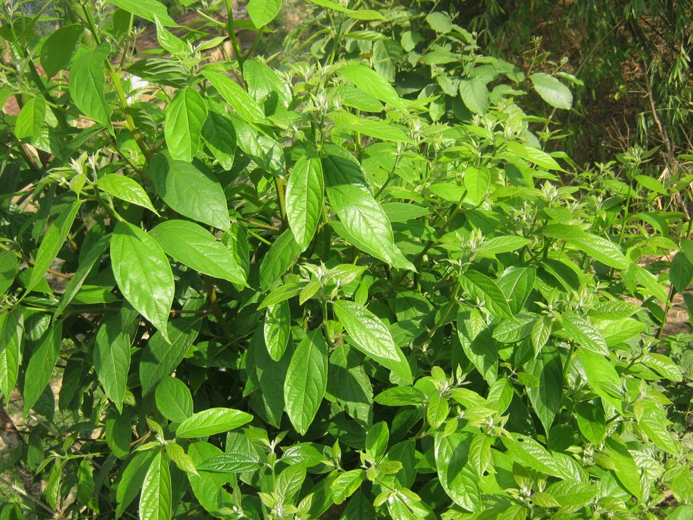 Nepalese cinnamon