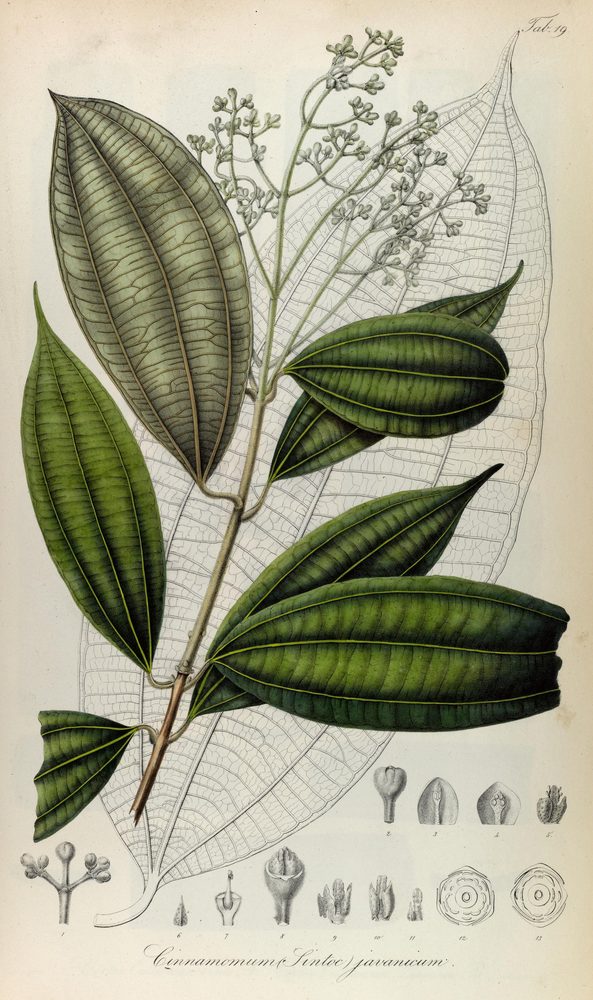 Indonesian cinnamon
