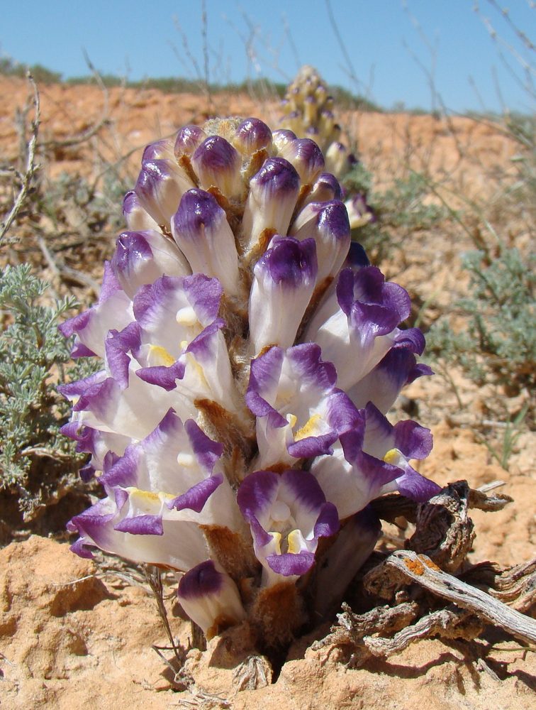 Broomrape