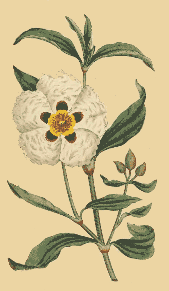 Ambreine