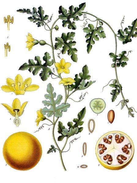 Colocynth