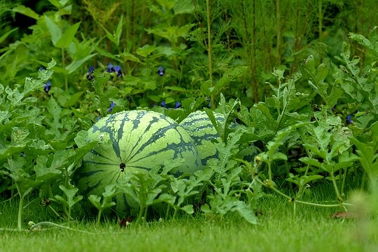 Watermelon