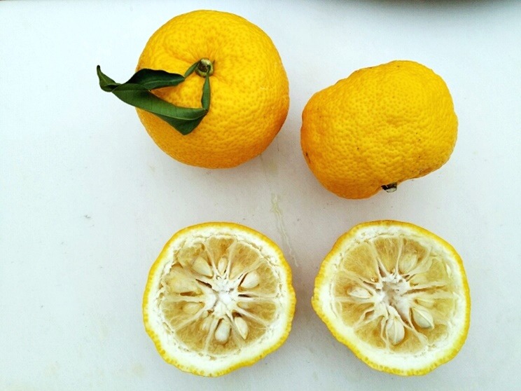 Meyer's citrus