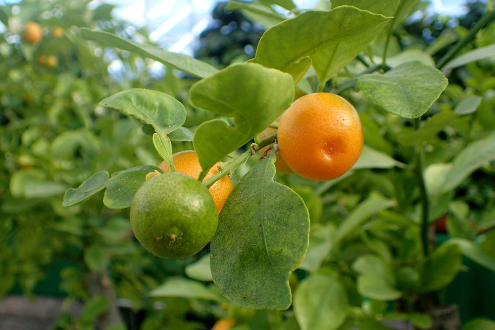 Calamansi