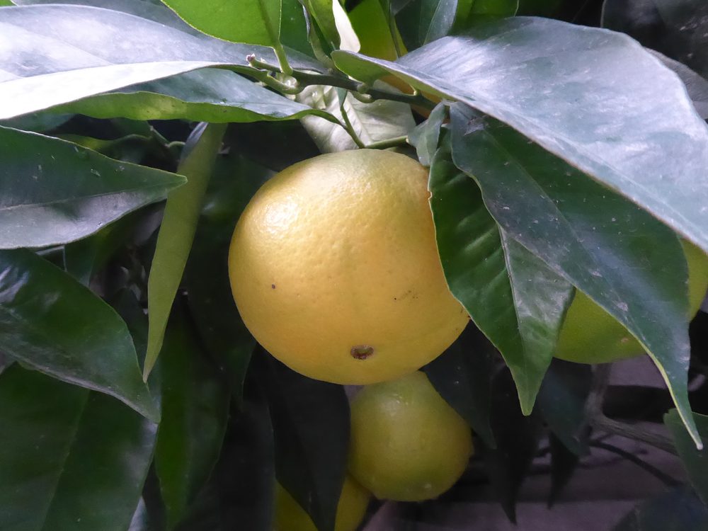 Orange