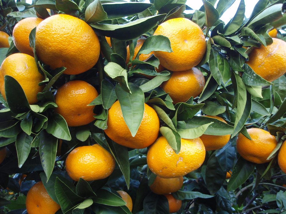 Satsuma mandarin