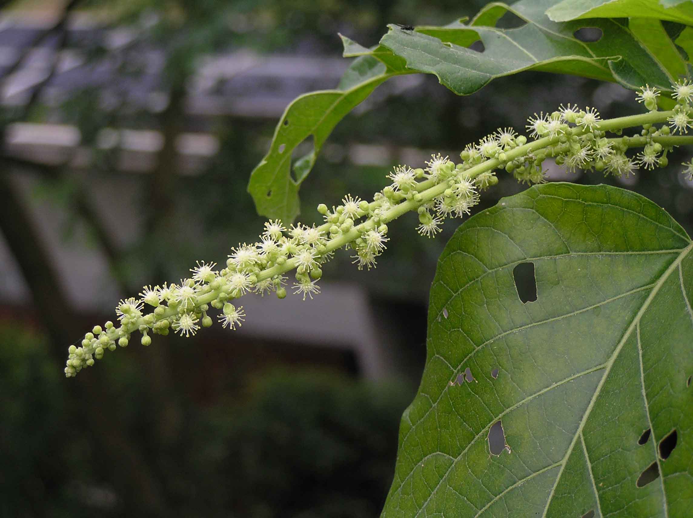 Claoxylon polot