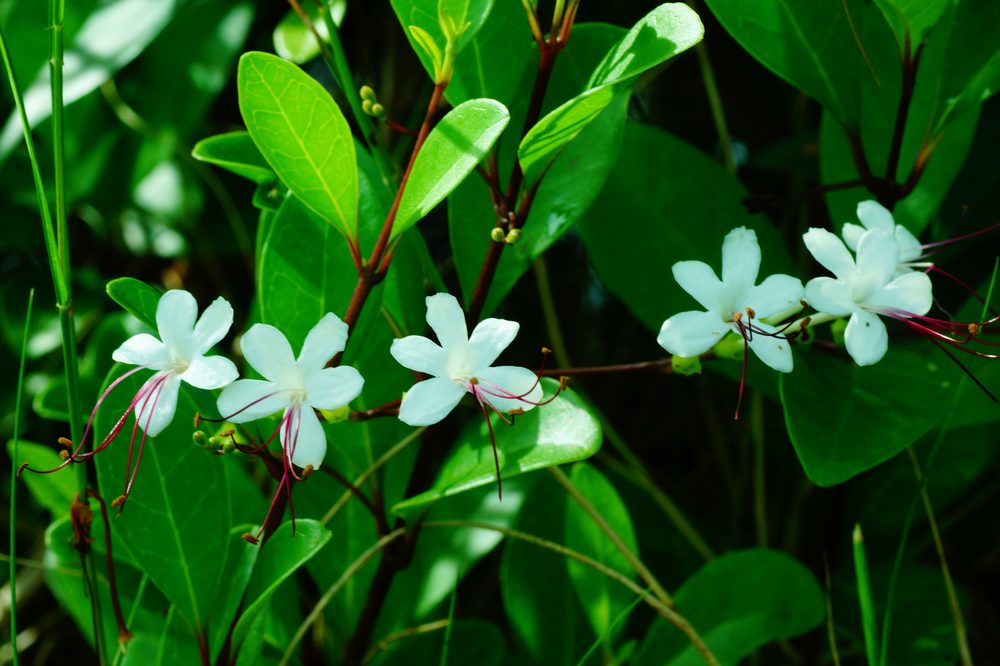 Clerodendrum inerme