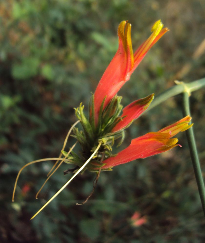 Clinacanthus nutans