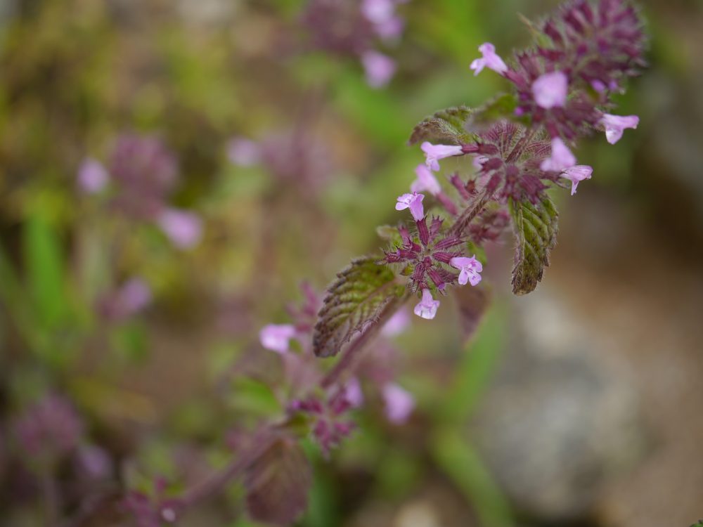 Clinopodium umbrosum