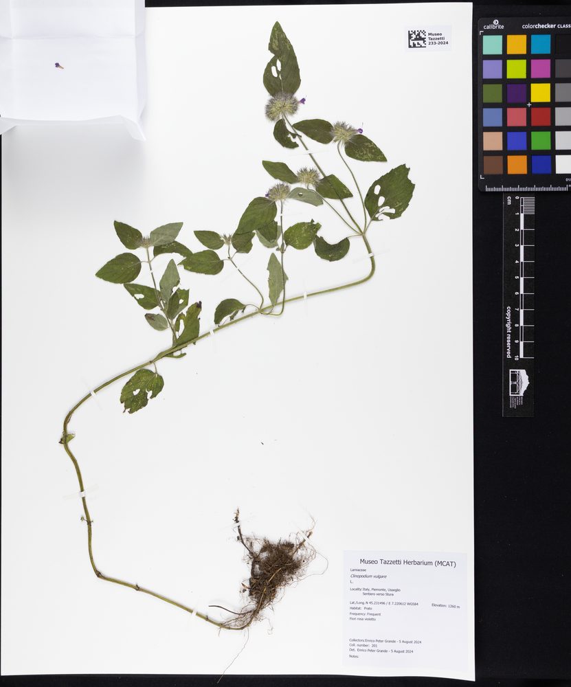 Clinopodium vulgare