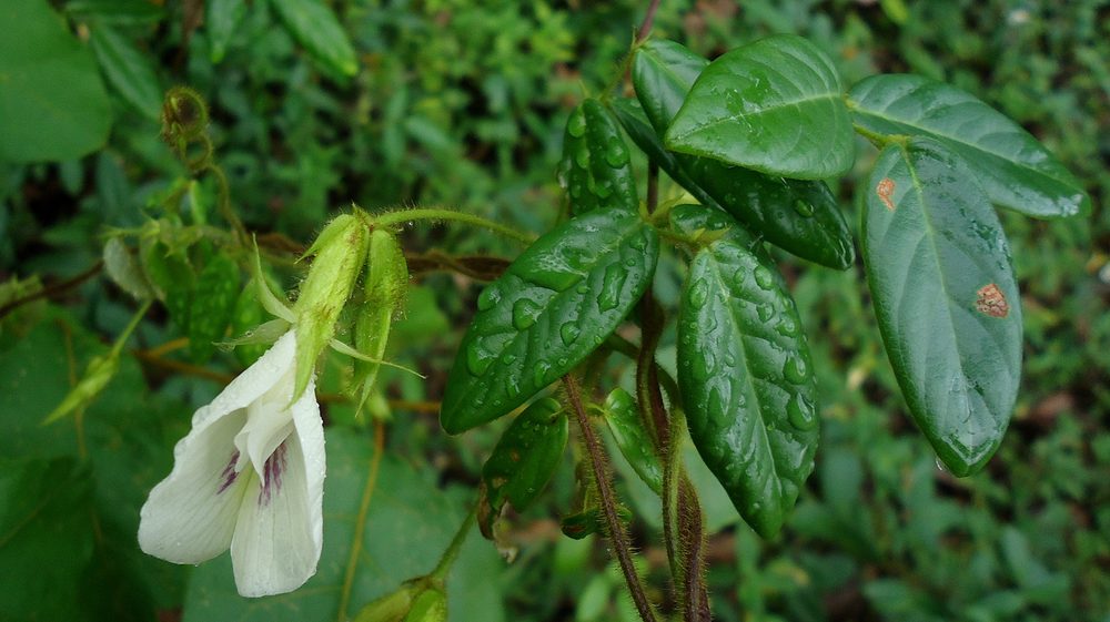 Clitoria falcata