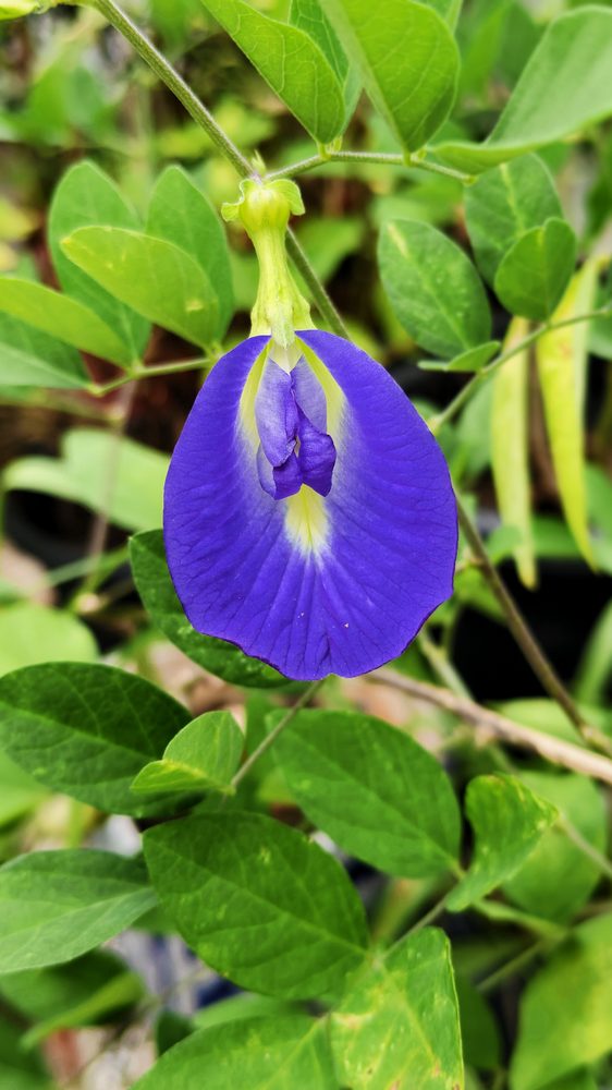 Clitoria ternatea