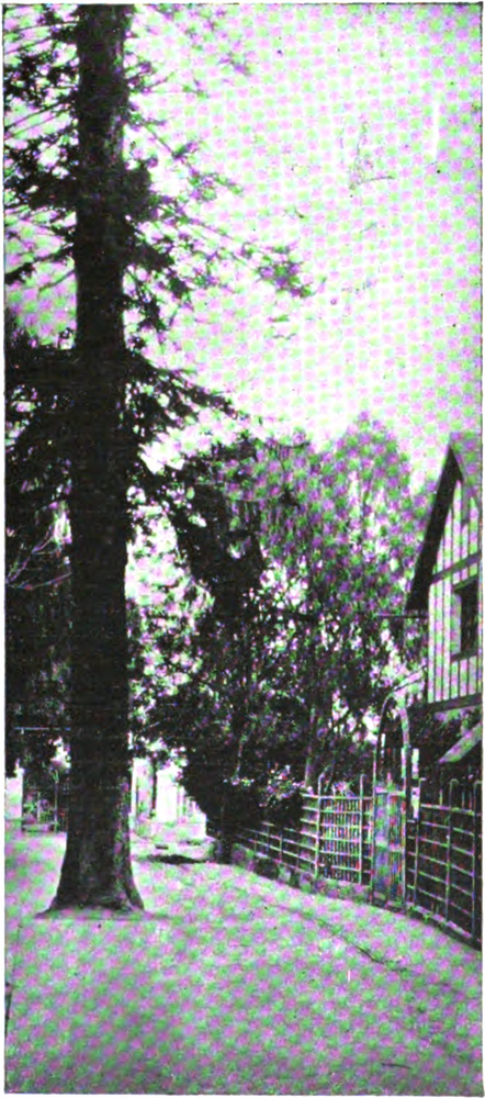 Clusia arboricida