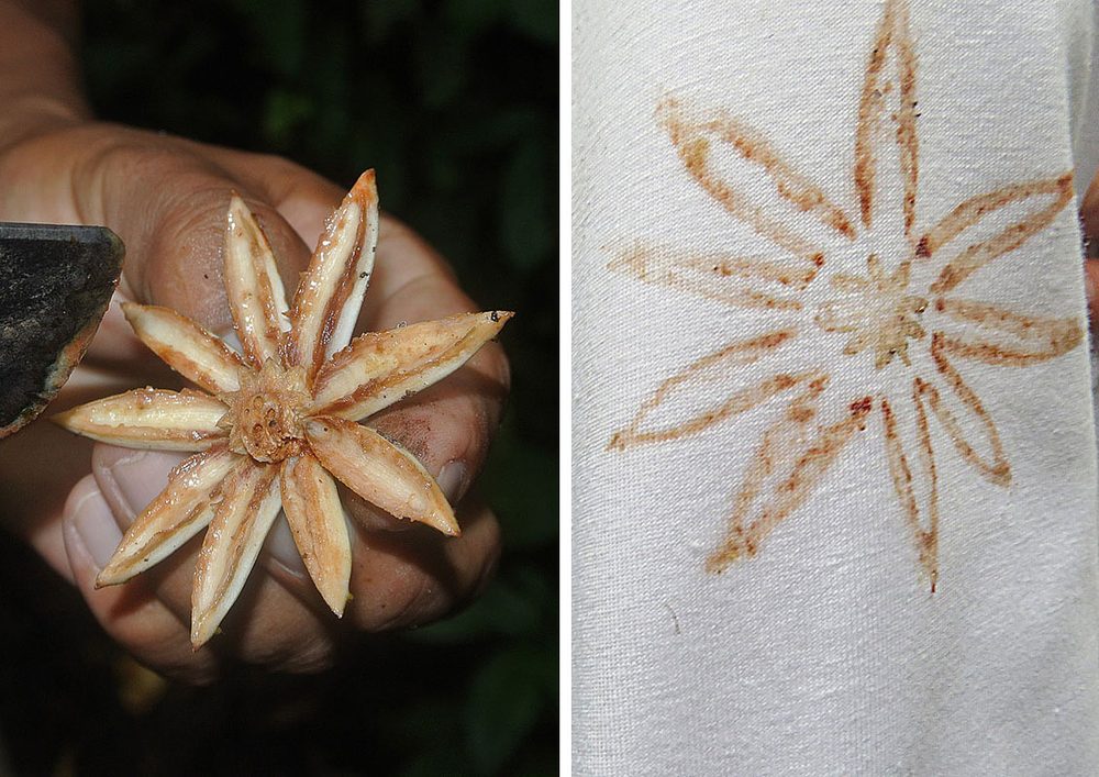 Clusia sp.