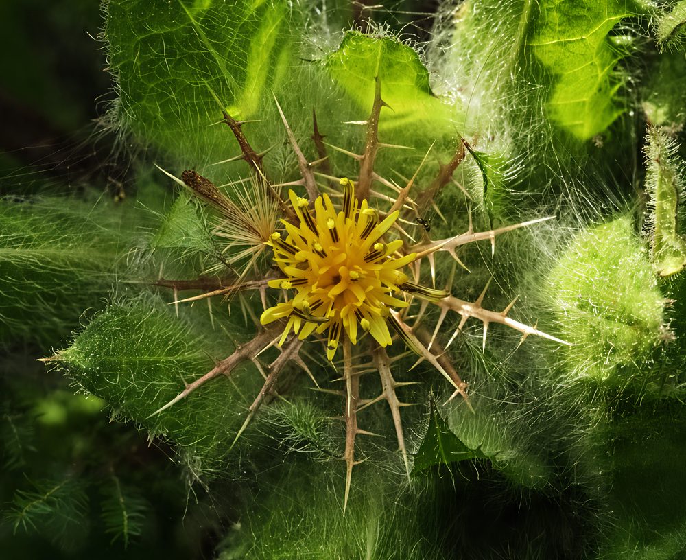 Blessed Thistle