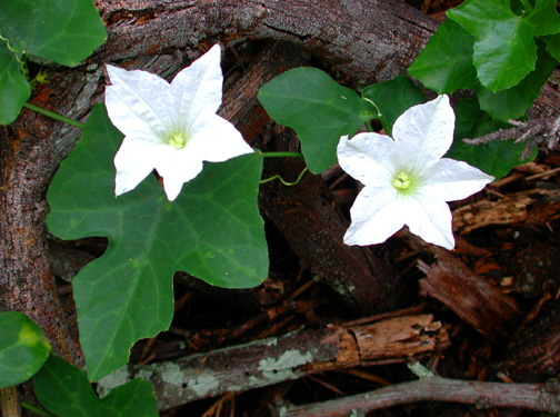 Ivy Gourd