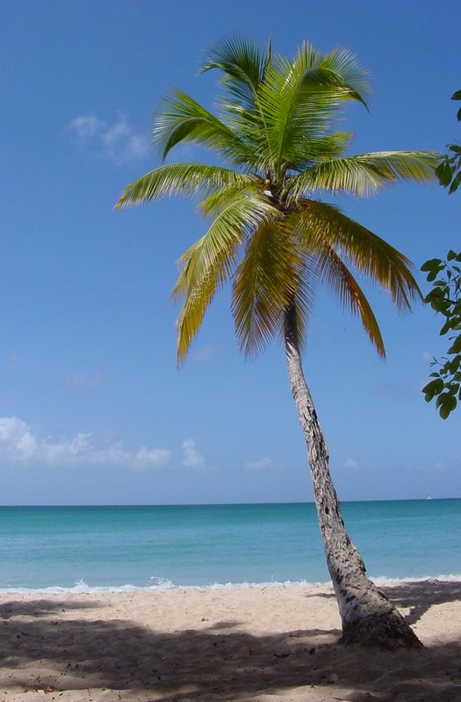 Coconut
