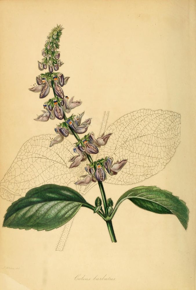 Forskohl's Coleus