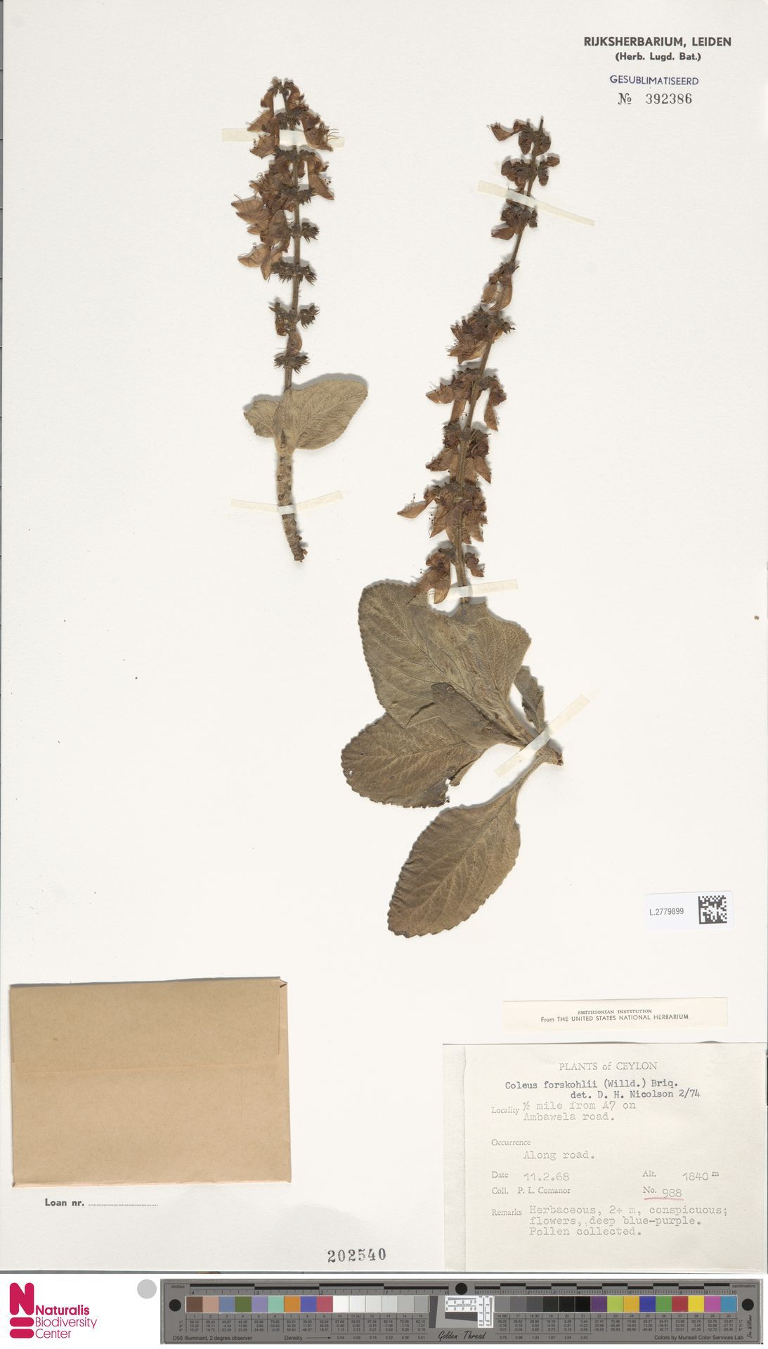Forskohl's Coleus