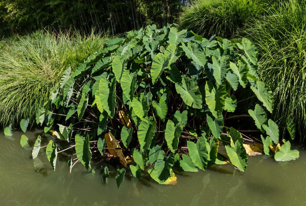 Taro