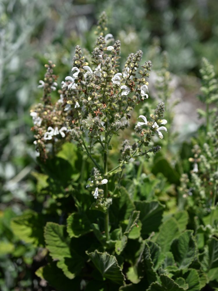 Cologana broussonetii