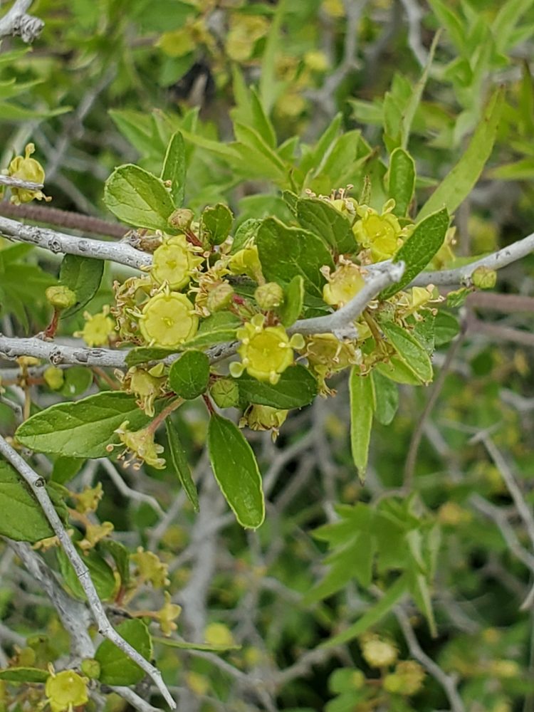 Texas colubrina