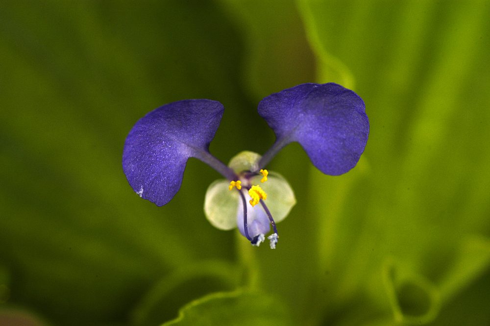 Benghal dayflower