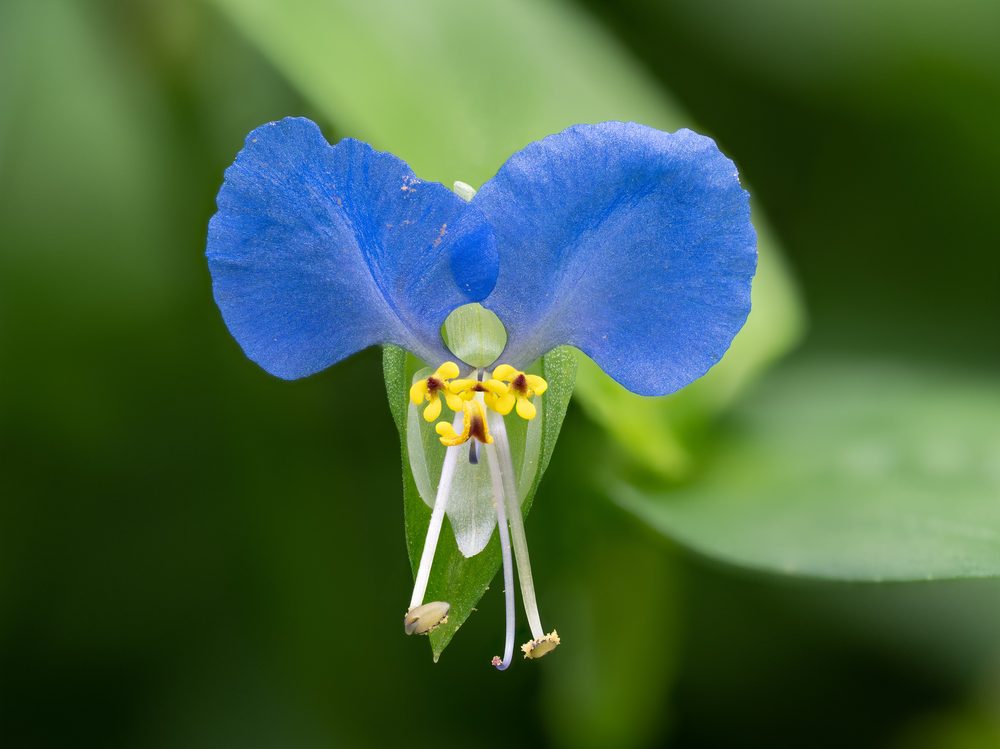 Common dayflower