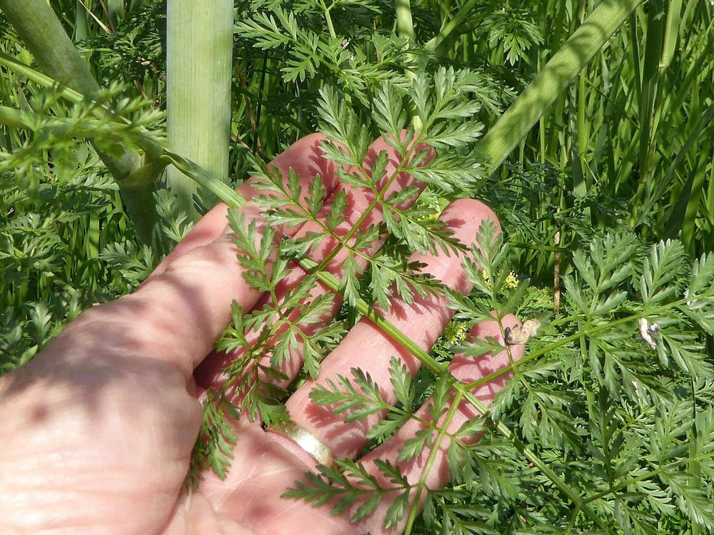 Conium chaerophylloides