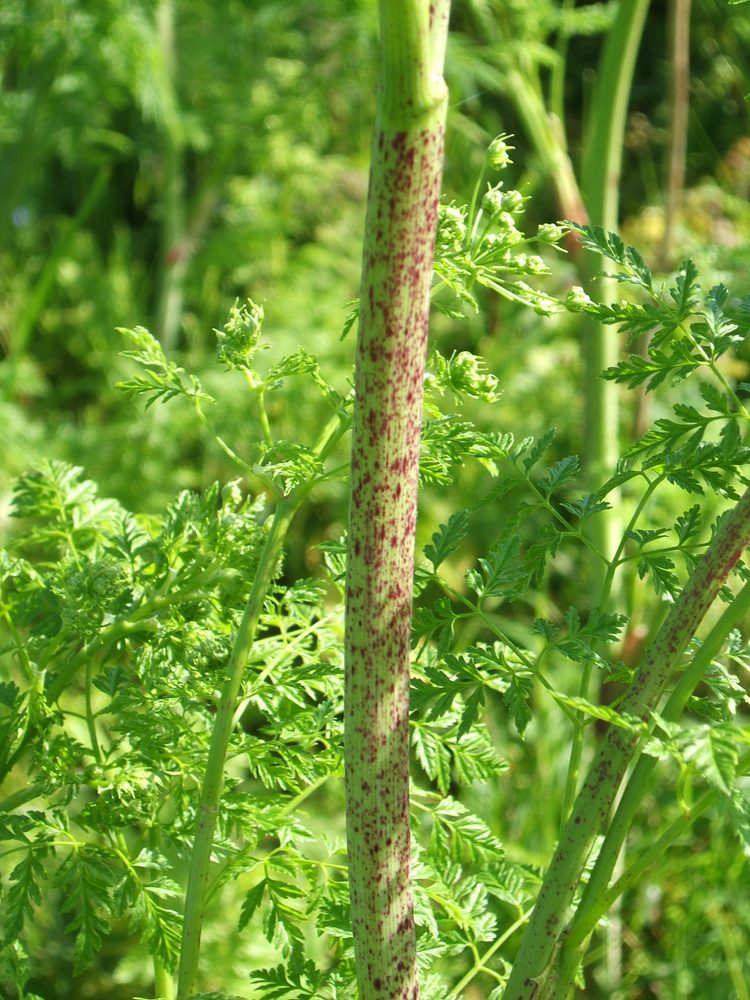 Poison Hemlock