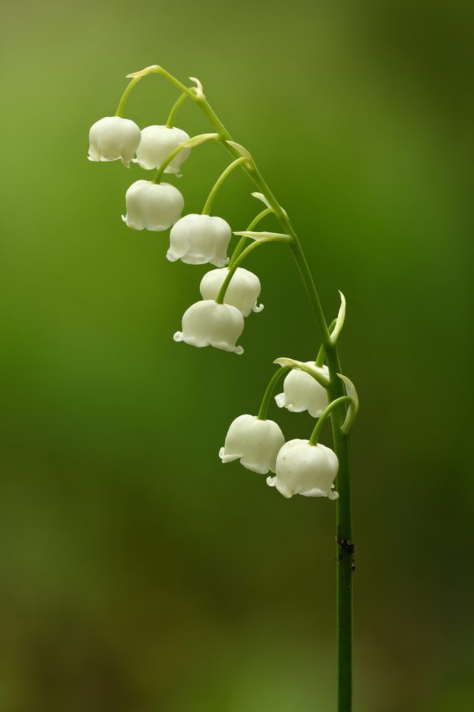 Lily-Of-The-Valley