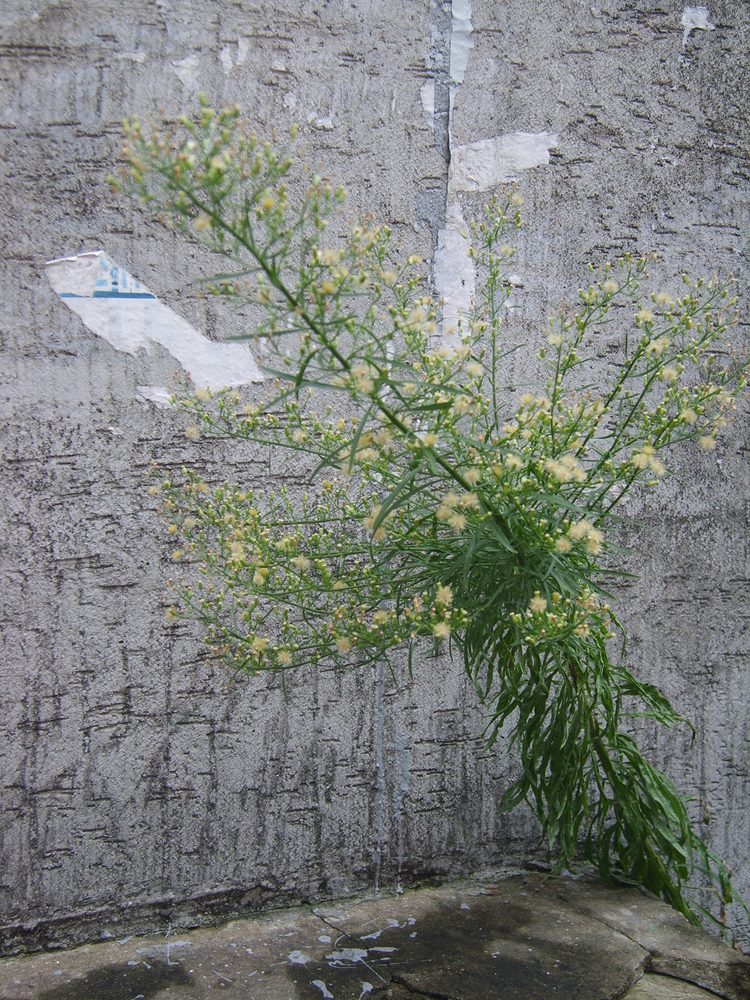 Butterweed
