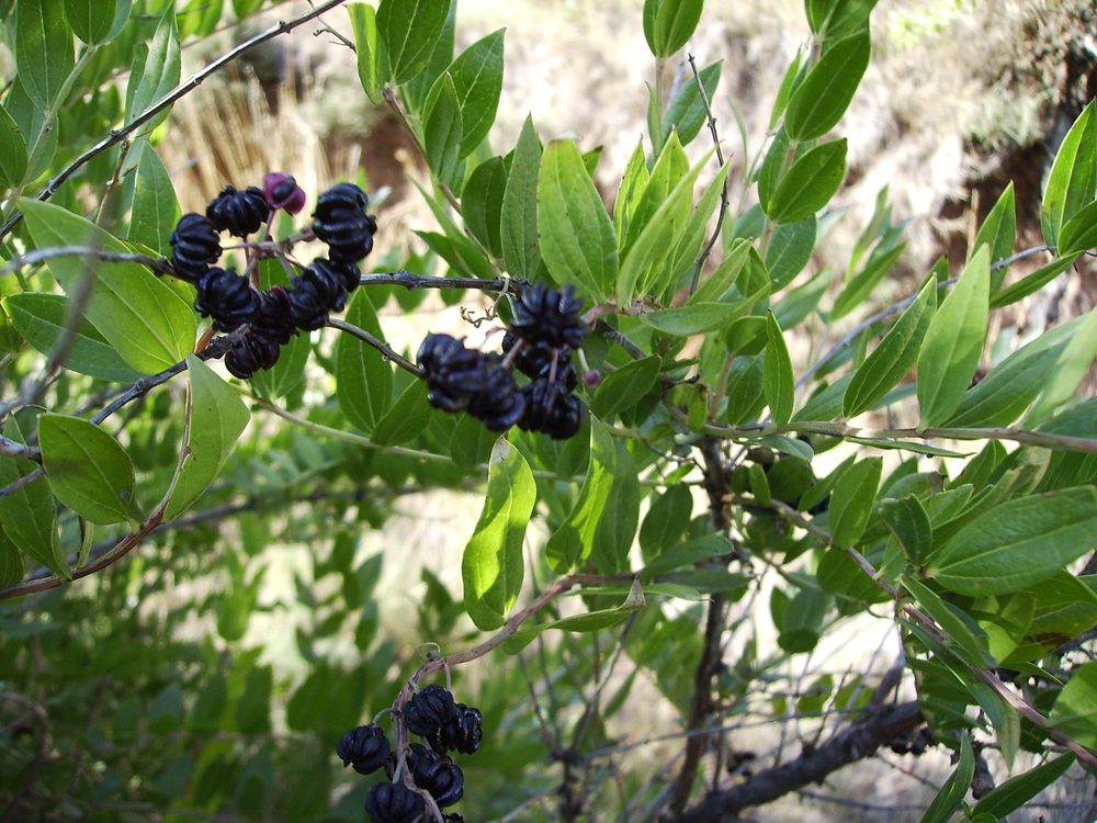 Mealy Tree