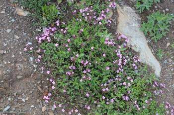 Spanish Oregano